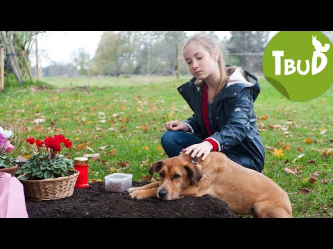 Hundetränen (Folge 81) | Tiere bis unters Dach