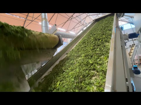 Processing line for threshing, rebling and separation - processing of Mallow