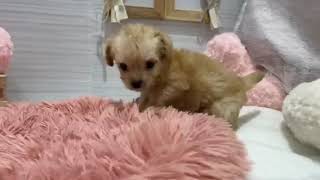 ハーフ犬の動画01