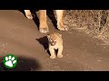 Baby Lion Shows Off Mighty Roar