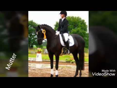 Goldberg ad Stpr Scala-D v.Sir Donnerhall