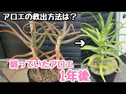 アロエベラの手入れ: 3 つの最大の間違い 植物