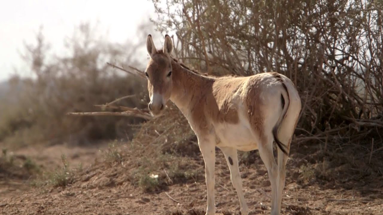 Hay-Bar Yotvata Nature Reserve Ticket – Self-Drive Wildlife Experience near Eilat - Thumbnail 6