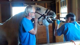 Floating teeth of Drummer the rescue horse
