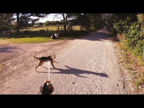 Dog Attacks with Amputee Cyclist Aaron Smith in Callisburg & Jolly, TX. Last week of May 2022