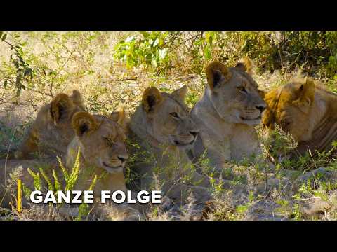 Überleben im Sumpf: Pflanzenfresser & Jäger im Okavango | Afrika: Wilder Horizont 103