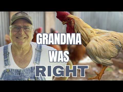 This Common Mineral Could Help Save Your Sick Chicken