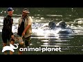 Killer Croc At The Dock Gator Boys Animal Planet
