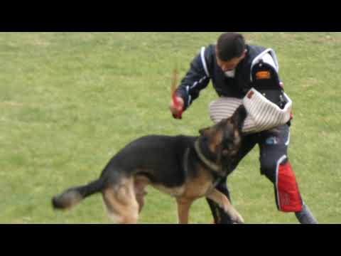 WUSV 2021  POL 1 - MICHAŁ WIŚNIEWSKI XABU VON DER GERMANENQUELLE C 85