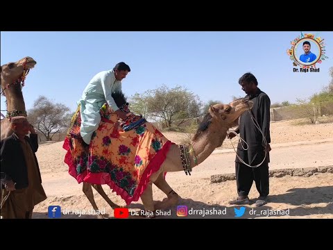 Fall down from Crazy Camel?? || Camel Videos || funny videos || folk song