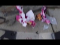 Dora DVD Destruction