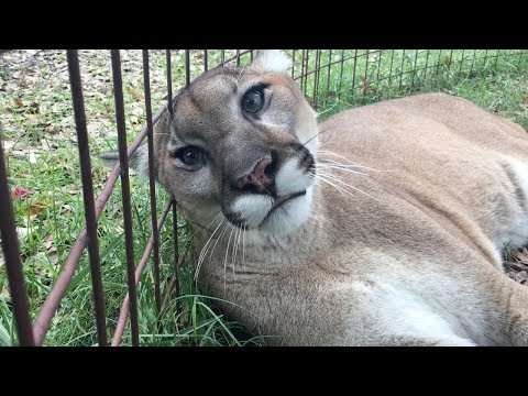 Biggest Cat That Purrs And Meows - YouTube