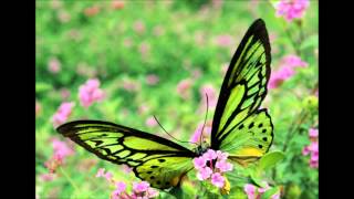 butterfly corinne bailey rae
