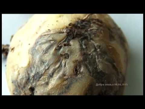 Krompirov moljac - dva doktora nauka koja znaju svoj posao su upozoravali na opasnost ...