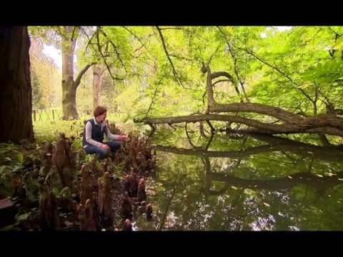 Virginiai mocsárciprus - Kertbarátok - Kertészeti TV - műsor