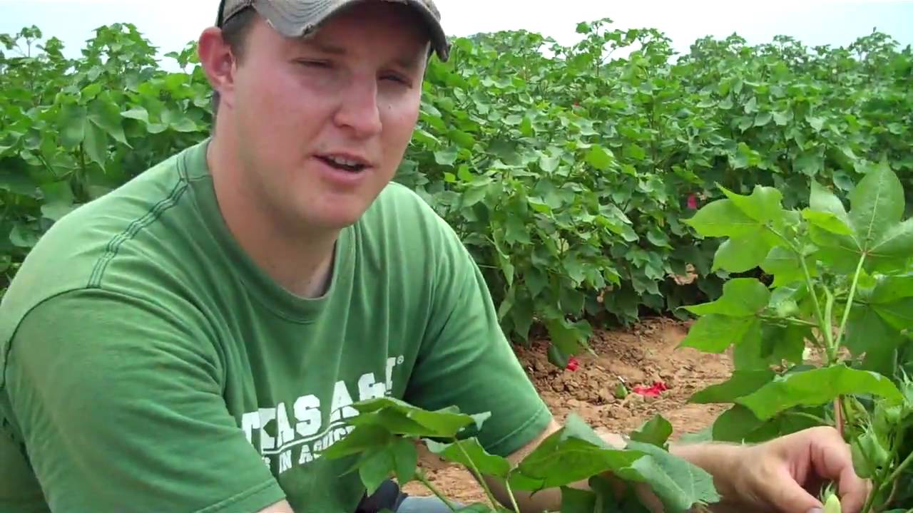 TAMU Plant Breeding - Cross-pollinating cotton. part 1