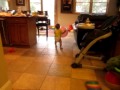 1 Year Old Bouncing Ball Pt 3