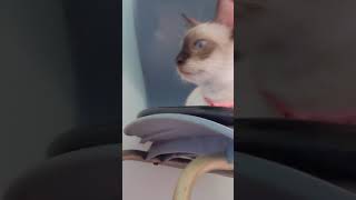 cross eyed cat looks at the camera