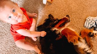 Teaching baby to be gentle with Bernese mountain dog