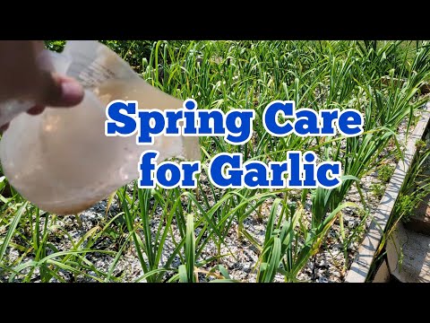 , title : 'Grow Big Garlic Bulb with This Spring Care for Garlic'