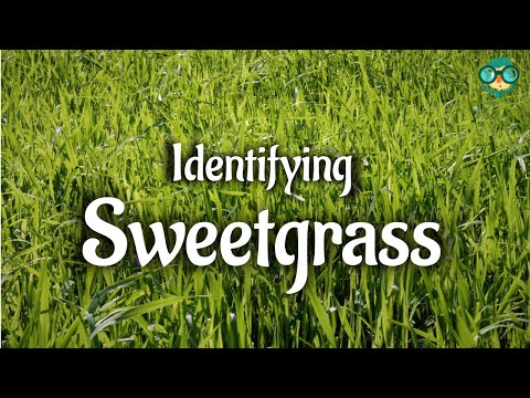 How to Identify Sweetgrass? What does sweetgrass look like? Sweetgrass Identification Tips.