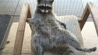 preview picture of video 'Gracie Raccoon - Part 4'