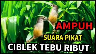 Download lagu Suara pikat ciblek tebu ribut ampuh durasi panjang mp3