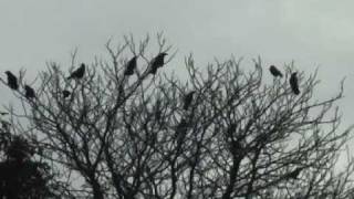 preview picture of video 'CROW CALL FOR CALLING CROWS FEARNOT CALLS.'