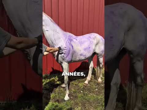 #cheval #sauvetageanimaux #equitation #protectionanimale #chevaldecourse