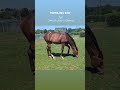 Puledro sBs Cavallo da Sport Belgio In vendita 2025 Baio scuro , COMILFO PLUS Z