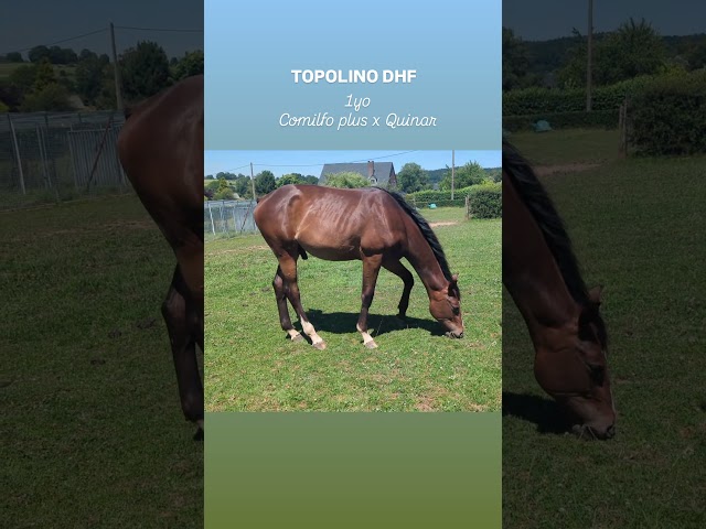 Puledro sBs Cavallo da Sport Belgio In vendita 2025 Baio scuro ,  COMILFO PLUS Z