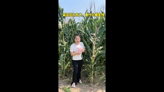 Download lagu 3xm5svufucp2yww.mp4 mp3