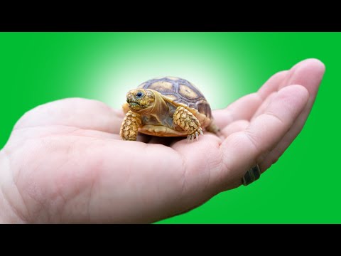 Top 5 Worst PET TORTOISE Species!