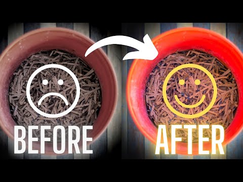 I thought my worms were DEAD! | How I saved my indoor worm bins | Urban Apartment Homestead