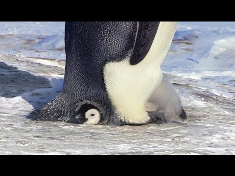 Cute Penguin Chick is embarrassingly big for his pouch - Kate Winslet