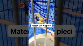 Download lagu Sogon materi wit wit kenari #sogonmateribrenkenari #sogonmaterinembak #sogonisianistimewa #bird mp3 Download lagu Sogon materi wit wit kenari #sogonmateribrenkenari #sogonmaterinembak #sogonisianistimewa #bird mp3
