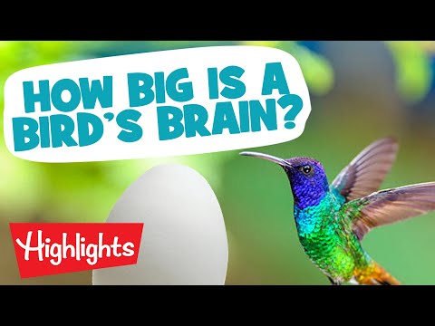 BRILLIANT BIRDS | Laugh, Learn and Play | 2020 Compilation | Highlights Kids