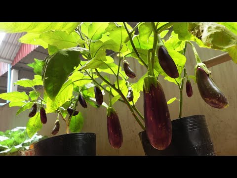 , title : 'Comment faire pousser des aubergines dans des pots - de la graine à la récolte'