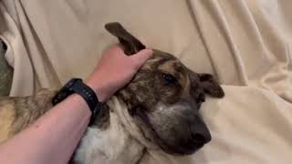 Video preview image #1 Labrador Retriever-Unknown Mix Puppy For Sale in Washington, DC, USA