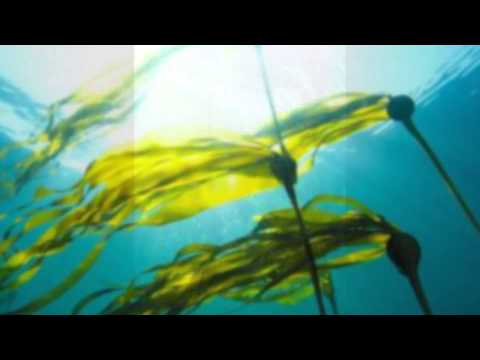 Bernard Andrés: Algues - 7 pièces, Laura Levai Aksin,flute; Staša Mirković Grujić,harp