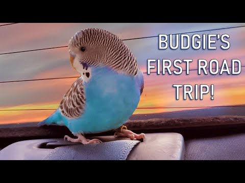 My Budgie's First Road Trip!!