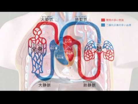 資料篇～人体のふしぎ～(9)循環器・血管