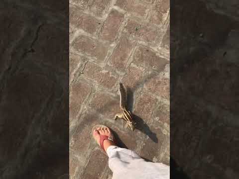 Squirrel chunnu😘🐿 #squirrel#youtubeindia#shorts#lovesquirrel#chunnu