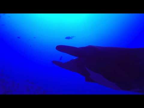 Nautilus Explorer 2013 - Haie & Mantas vor Roca Partida, Revillagigedos / Roca Partida,Mexiko