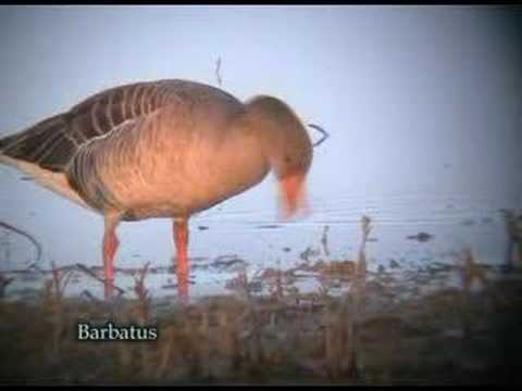 Ansar comun ( Anser anser ) . Greylag Goose