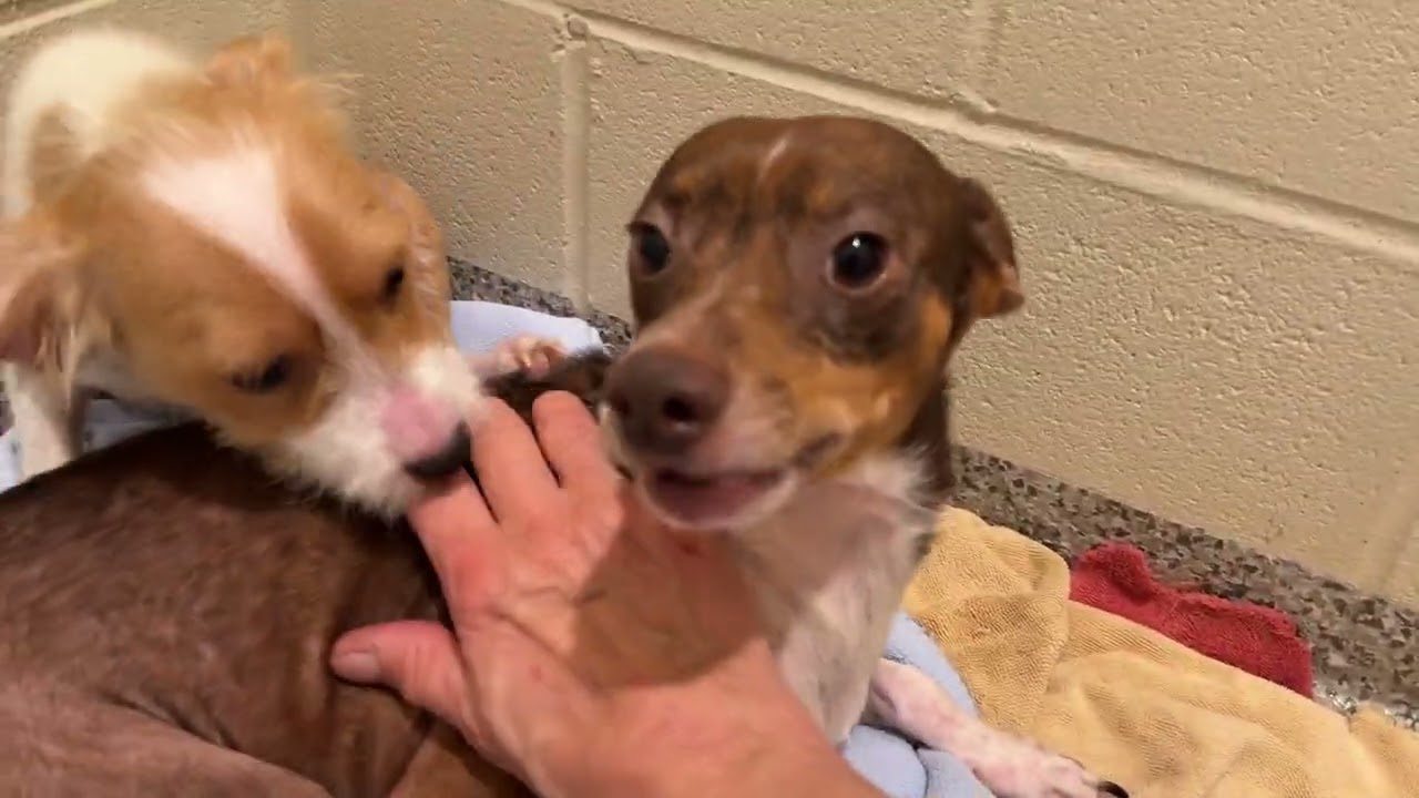 Enlarge Bowie - a patient good boy, a Adoptable Chihuahua in Austin, TX video 3/3