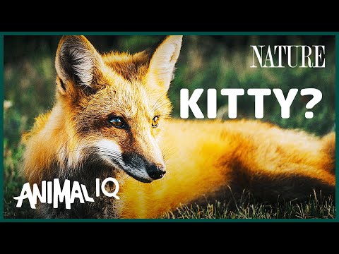 Foxes: Dog Hardware, Cat Software | Animal IQ