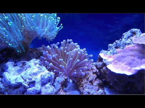 10 Gallon Reef Tank (Day 155) Gold Torch