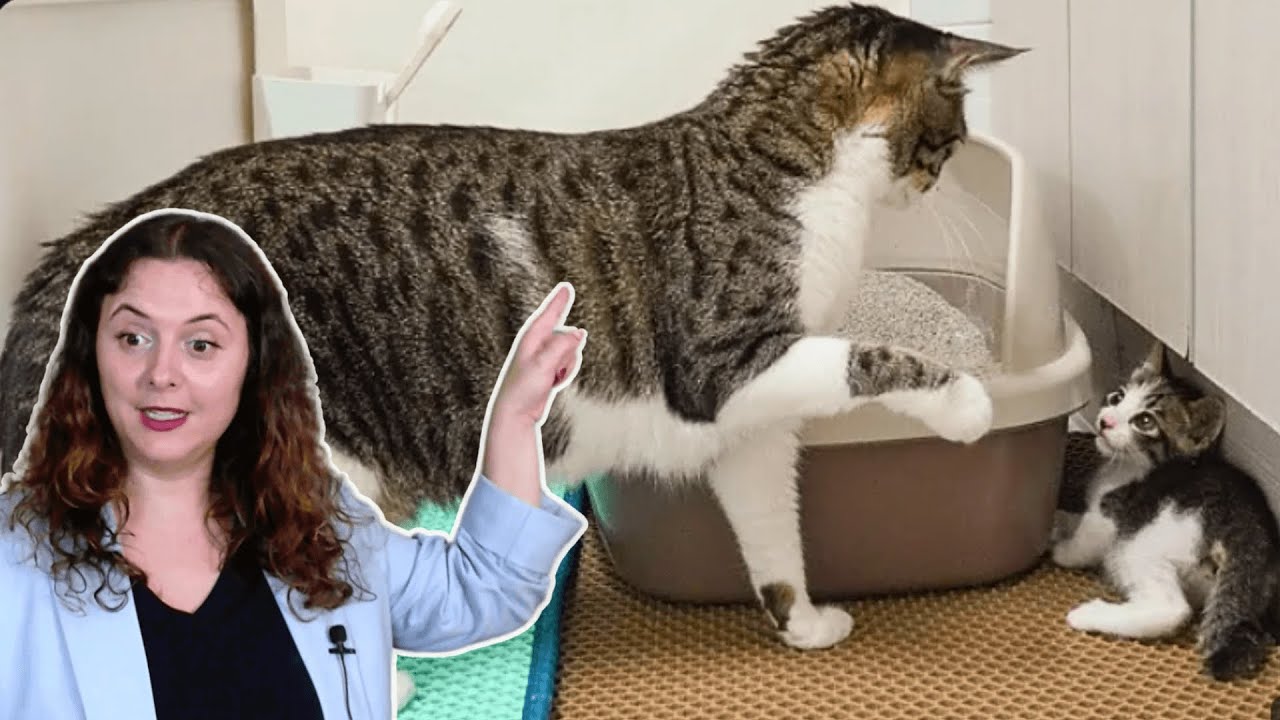 Como fazer um gato aceitar outro gato