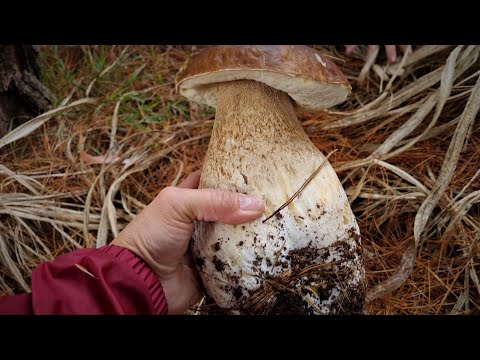 2023 # 11 - The Perfect Big Fresh Porcini - Mushroom foraging in the Adelaide Hills
